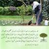 درخت اور انسان!