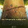 اسلامی جمہوریہ، پودے سے تناور درخت